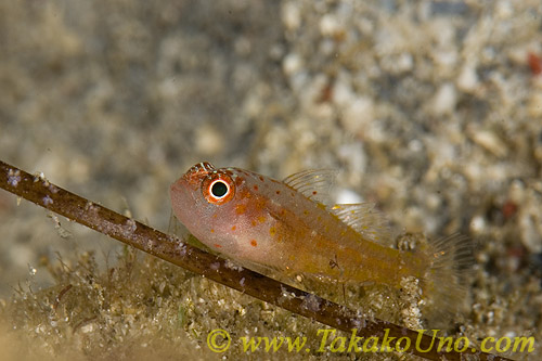 Goby 16tc Trimma 0108