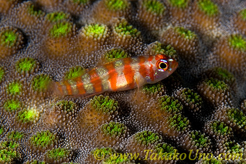 Goby 13tc 0061 copy