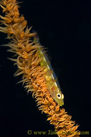 Goby 22tc 0198 copy