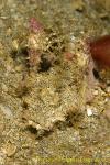 Scorpion Fish 10tc Inimicus