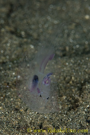 Plankton 02tc 0244
