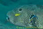 Puffer Fish 01t Map, Golden Trevally juv & Clean Wrasse