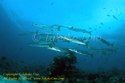 Barracuda 02tc Yellowtail0486