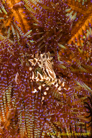 Crab 03tc Zebra with eggs 0091