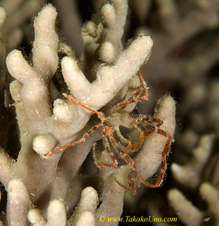 Crab 03tc 0163 copy
