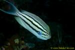 Angel Fish 09t Lamarack male 0019