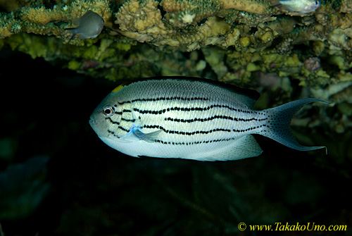 Angel Fish 08t Lamarack male 0018