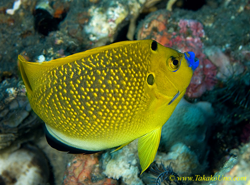 Angel Fish 02tc 0044 copy