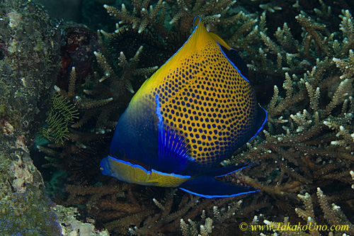 Angel Fish 05tc Majestic 0167 copy