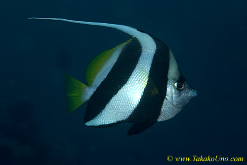 Butterfly Fish 09t Banner 0049 copy