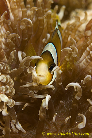 Anemone Fish 01tc Clark 0085