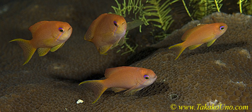 Anthias 07tc 0008 copy