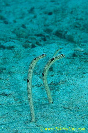 Eel 01tc Garden 0100 copy