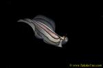 Flatworm 07tc 0186 Pseudobiceros gratus
