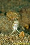 Goby 07tc 0126 copy