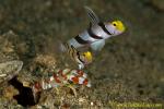 Goby 14tc 0153 copy