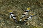 Goby 13tc 0141 two species. Long & Short fin