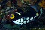 Trigger Fish 01tc Clown 0007 copy
