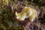 Worm 04t Flatworm 0716