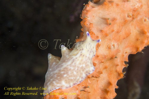 Worm 03tc Flatworm 0671 copy