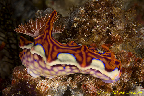 Nudi 18tc 0134 km