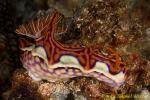 Nudi 18tc 0134 km
