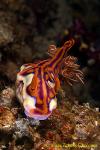 Nudi 03t Ceratosoma magnificum 0129 km