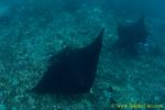 Ray 36tc Manta 0089 copy