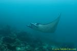Ray 54tc Manta 0137 copy