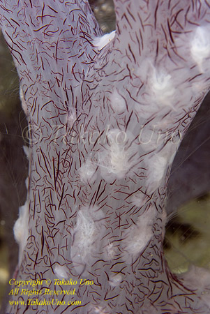 Ctenophore 01t on soft coral