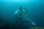 Ray 62tc Manta 0179 copy