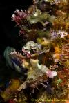 Scorpion Fish 03tc Papuan, uncommon 0155 copy