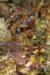 Scorpion Fish 05tc Papuan, uncommon 0002 copy