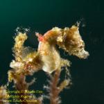 New Pygmy Species: Pontoh's Pygmy Seahorse, Hippocampus pontohi by Takako UNO, in National Geographic site, posted on Feb 05 200
