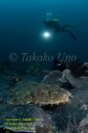 Wobbegong Shark 03t & diver