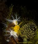 Sea Cucumber 15tc & Tunicates 0078 copy