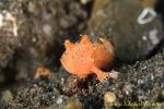 Clown Frogfish 03t baby 6mm 0158 possibly Clown