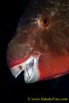 Parrotfish 01t half&half, Scarus rubroviolaceus 0026