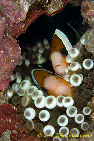 Clark Anemonefish 03t red eggs lining on roof 0062