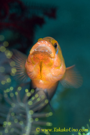 Dottyback 06tc Lyre Tail, male pissed off, P Steenei 0108 copy