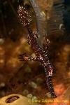 Ghost Pipefish 02t Ornate 0085 copy
