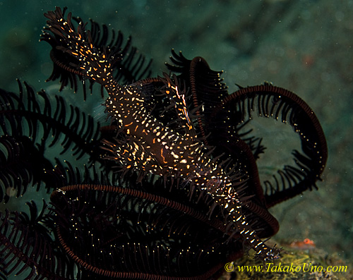 Ghost Pipefish 03tc Ornate 0206 copy