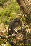 Bali Macaque 01t 0049