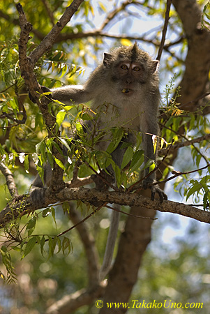 Bali Macaque 04t 0072