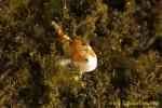 Frogfish 01tc Picture or Clown 8mm 0072