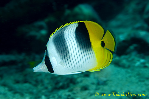 Butterfly Fish 01t Pacific Double-Saddled 0017 copy