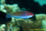 Wrasse 09tc Red-eyed, female, Cirrhilabrus solorensis 0038 copy