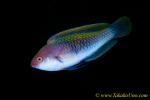 Wrasse 16tc Red-eyed, female, C solorensis 0013 copy