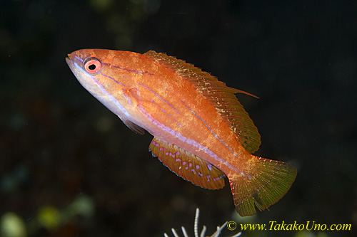 Wrasse 05tc Yellow-finned Flasher, male, Paracheilinus flavianalis 0226 copy