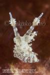 Opisthobranchs (Nudibranchs and families)＊ウミウシ類＊ Irregularly update!